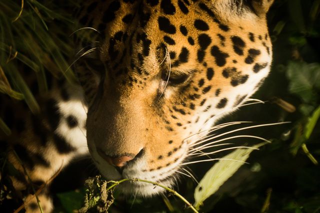 Depicts a close-up of a leopard basking in dappled sunlight, showcasing its distinctive spotted fur. Great for use in wildlife conservation ads, educational materials about big cats, or articles on exotic animals.