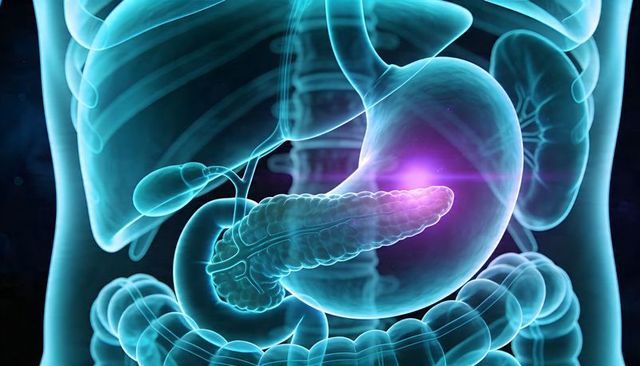 Glowing Pancreas Highlight Inside Translucent Torso Showing Stomach and Digestive Anatomy