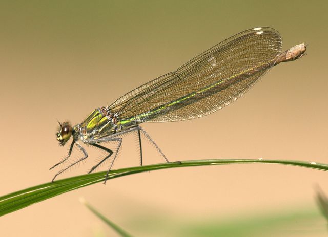 Dragonfly perching on grass blade, showcasing detailed and delicate wings. Perfect for nature and wildlife projects, educational materials on entomology, or backgrounds appreciating natural beauty and biodiversity.