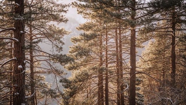 Backlit pine forest on snowy mountainside with misty ridgeline and golden-hour light