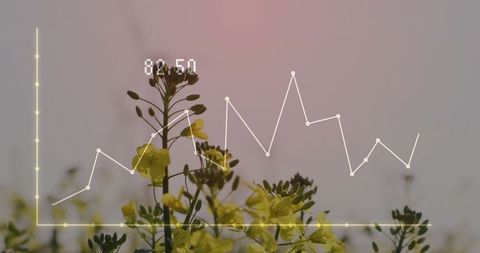 Field of blooming yellow flowers with line graph overlay