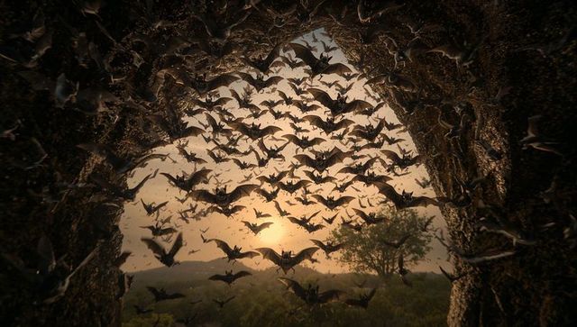 Swarm of bats emerging from cave at dusk creating striking silhouette
