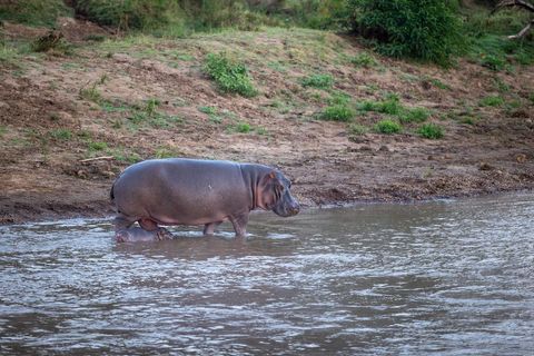 Mother hippopotamus wading with calf along muddy riverbank in african savanna landscape
