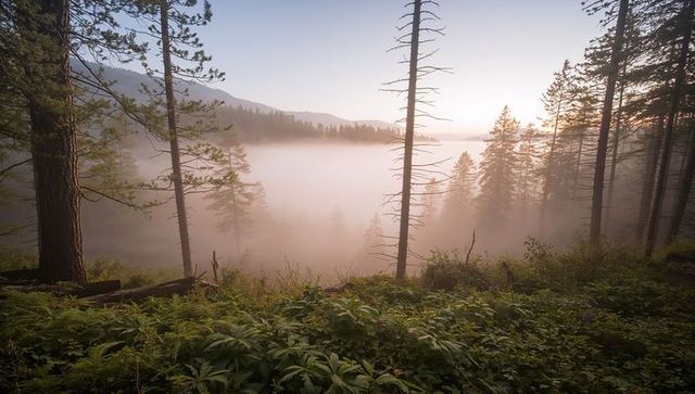 Misty mountain pine basin at sunrise with sunlit fog and dead tree silhouettes