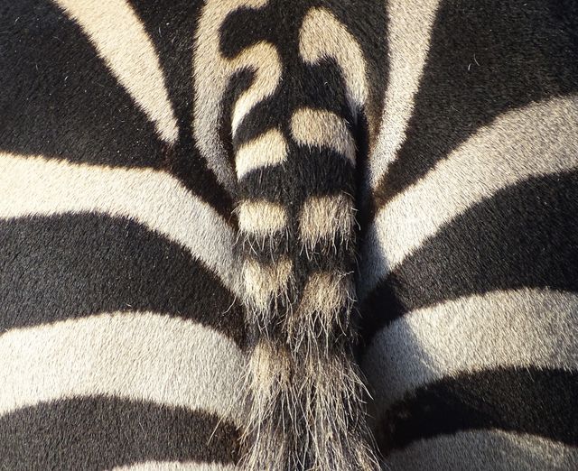 Capturing the unique and intricate patterns of a zebra's back and tail. Perfect for use in wildlife documentaries, educational materials, or as artistic wall decor highlighting the beauty of nature.
