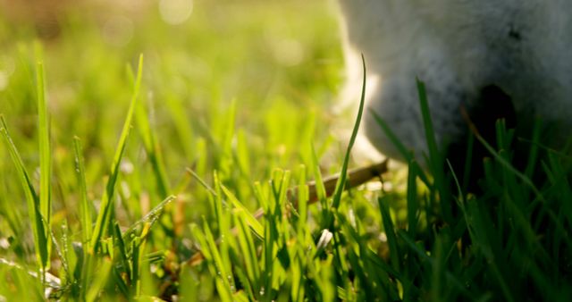A close-up view of vibrant green grass with a blurred white animal in the background, with copy space. Sunlight filters through, creating a warm, peaceful atmosphere in this outdoor setting.
