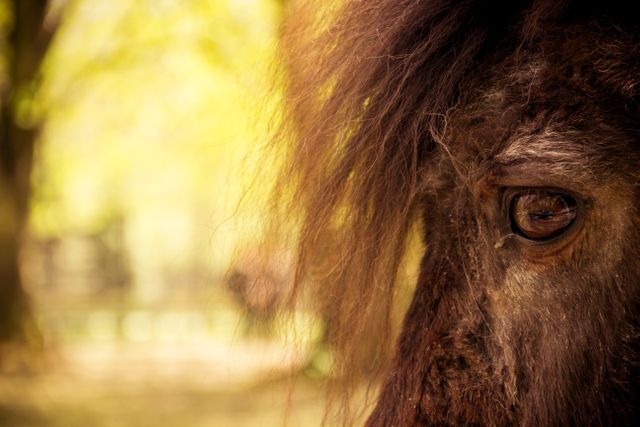 Close-Up of an Eye of a Majestic Horse in a Sun-Drenched Forest - Download Free Stock Photos Pikwizard.com