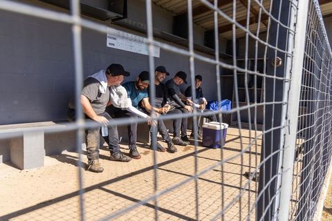 Baseball teammates relaxing and laughing in dugout behind chain-link fence on sunny day