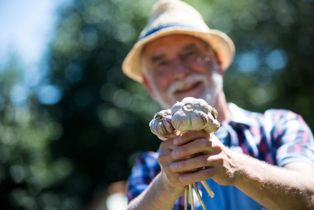 Portrait of senior man holding freshly picked garlic bulb