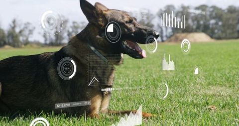 German shepherd with futuristic hud overlays relaxing on grass
