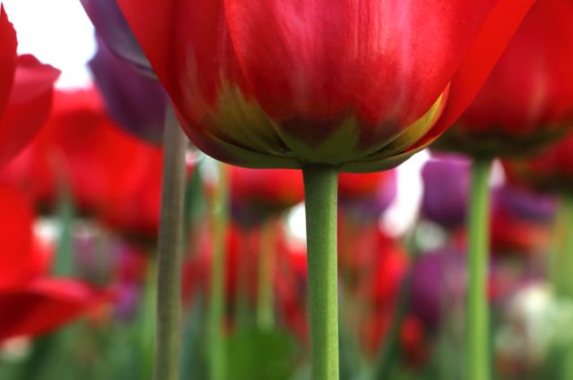 Close-up of red tulip blooming amidst green stems. Perfect for springtime promotions, floral-themed prints, gardening, nature projects, and decor.