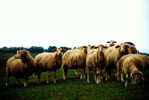 Sheep grazing on green pasture under cloudy sky