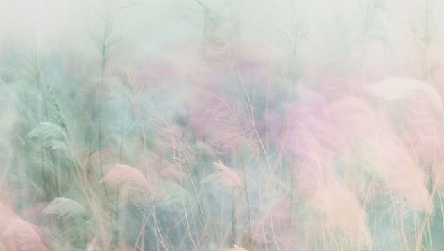 Dreamy pastel meadow swaying feathery grasses misty bokeh layers soft focus
