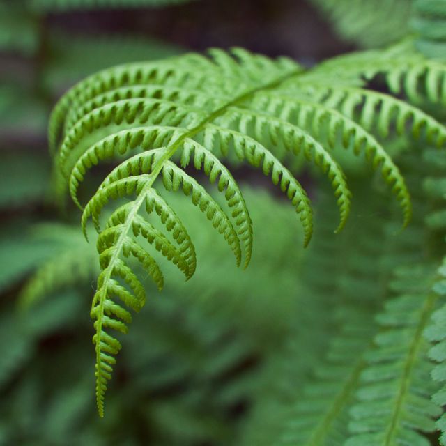 This image captures a close-up view of vibrant green fern leaves within a forest. The intricate leaf patterns and lush greenery offer a natural, fresh feel. Perfect for use in nature-themed blogs, botanical illustrations, posters for environmental awareness, or backgrounds for projects needing a touch of nature.