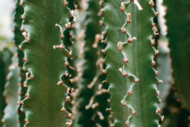 Close view of cactus spines showing intricate details and vibrant green color. Ideal for nature-themed designs, botanical studies, or backgrounds that emphasize textures. Useful in posters, educational materials, or as part of digital layouts highlighting natural elements.