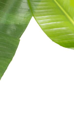 Two green leaves with transparent background illustration