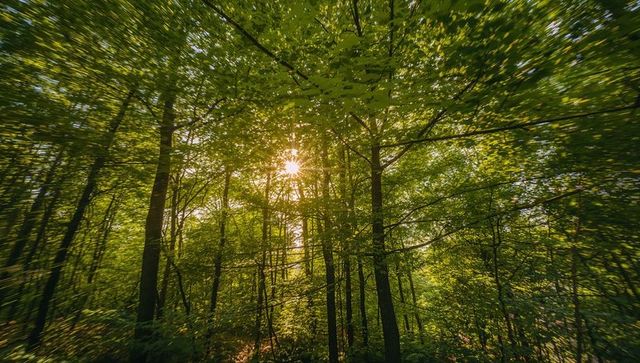 Sunburst Streaming Through Lush Green Canopy, Rays Piercing Deciduous Woodland, Dappled Light