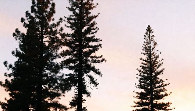 Silhouetting tall conifer trees against pastel sunrise gradient sky