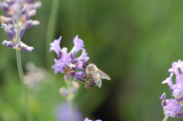 Honeybee Collecting Nectar from Lavender Blossoms - Download Free Stock Photos Pikwizard.com
