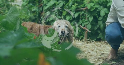 Curious spaniel peeking through garden leaves with digital hud overlay and barefoot owner