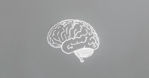 Animated Brain Sketch with Minimalistic Style for Educational Video