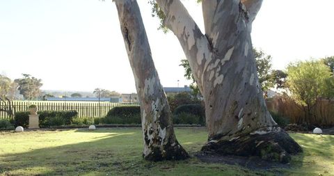 Majestic Tree Trunks in Sunlit Garden Estate