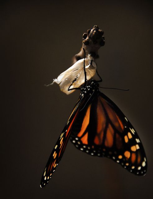 Beautiful monarch butterfly emerging from chrysalis captured with a dark background providing dramatic contrast. Image perfect for illustrating metamorphosis, nature education, biological life cycles, and conservation advertisements. Ideal for use in scientific publications, environmental campaigns, and educational materials.