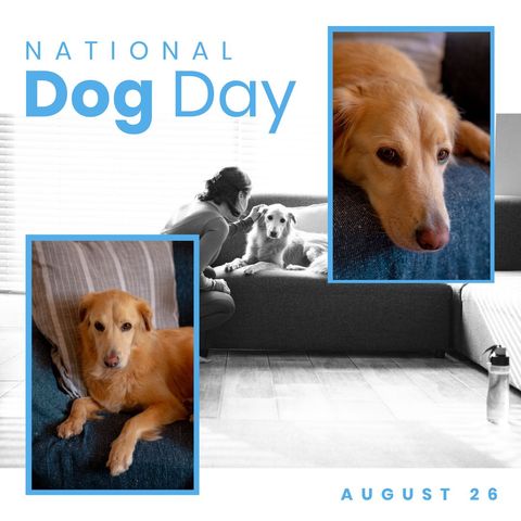 National Dog Day Celebration Portrait with Golden Retriever