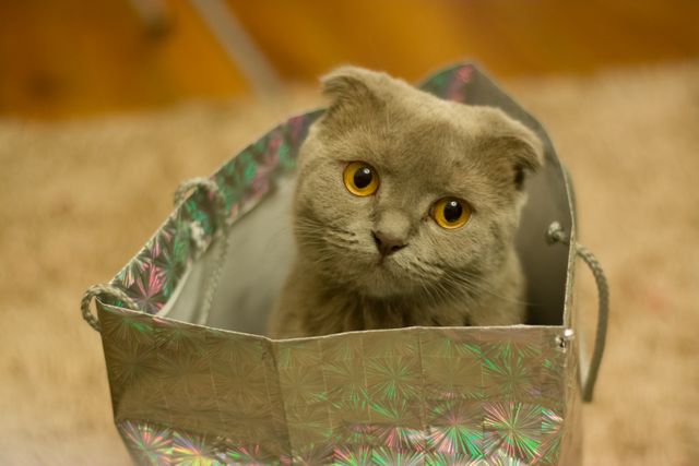 An adorable gray Scottish Fold cat with round yellow eyes is sitting inside a shiny decorative gift bag. The cat looks curious and playful, making it a perfect choice for themes related to pets, cats, domestic animals, or the joy of gift-giving. Ideal for use in promotional materials, social media content, pet-related blogs, and greeting cards.