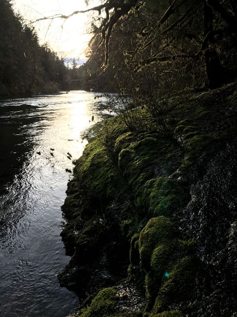 Forest river reflecting the soft sunset light, surrounded by lush mossy landscape. Ideal for illustrating tranquility and natural beauty. Can be used in nature blogs, wellness magazines, travel promotions, and environmental campaigns.