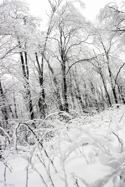 Dense forest in winter shows trees and plants blanketed in snow and ice. Image captures cold beauty and tranquility of snowy wilderness. Perfect for winter-themed backgrounds, nature-related content, holiday cards, seasonal advertisements, and serene landscape promotions.