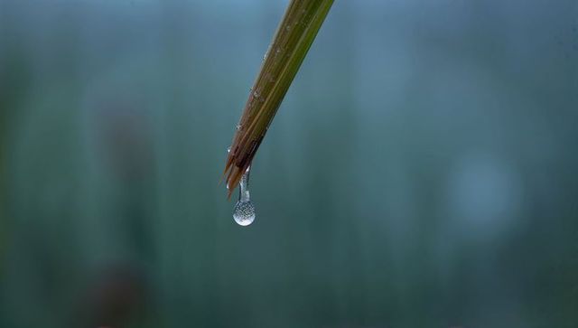 Macro dew droplet hanging from grass blade at dawn with soft blue-green bokeh