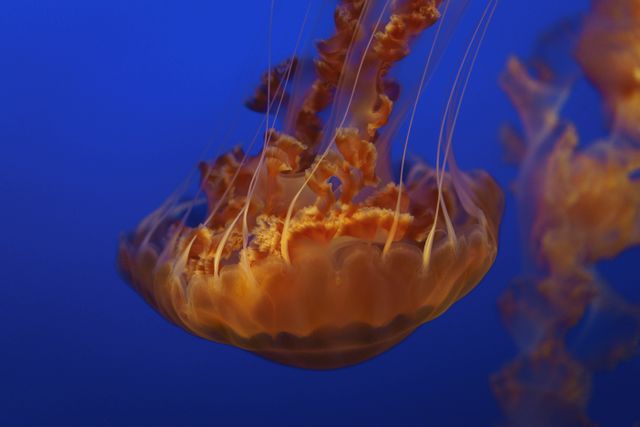 Jellyfish displaying graceful movements, floating serenely in deep blue ocean. Perfect for educational materials, marine biology studies, wallpaper designs, aquatic theme decor, and environmental conservation campaigns highlighting underwater ecosystems.