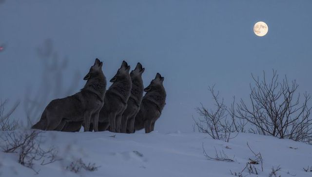 Four wolves howling at full moon on snowy ridge at twilight