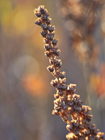 Backlit dried wildflower stem glowing with golden bokeh sunrise light