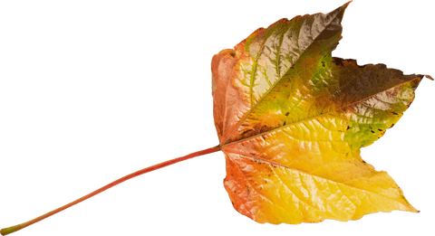 Transparent multicolored autumn leaf on white background