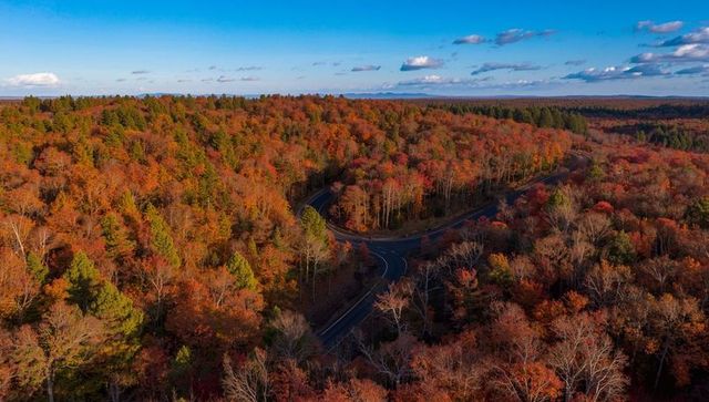 Winding Road Through Dazzling Autumn Forest Canopy