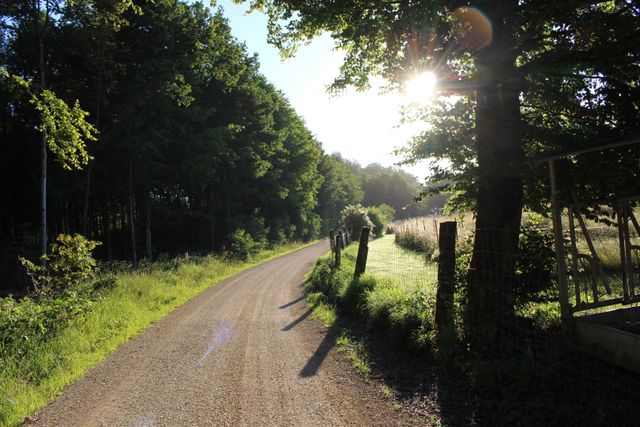 Early morning sun shining on a secluded country dirt road surrounded by greenery and trees. This serene scene is perfect for depicting tranquility, nature, and rural landscapes. Ideal for use in travel blogs, environmental projects, and nature-themed presentations.