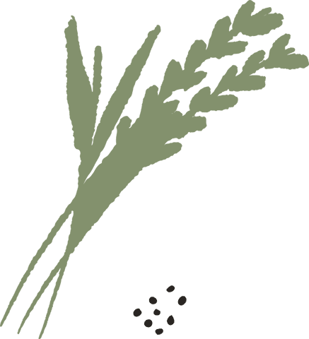botanical grain stalks with loose seeds on transparent background - Download Free Stock Videos Pikwizard.com