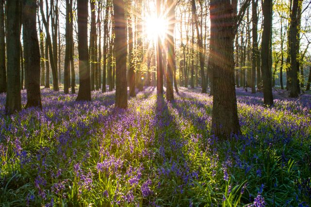 Catpturing beautiful forest with sunlight streaming through tall trees, perfectly highlighting bluebells covering the forest floor. Fantastic for nature themes, spring promotions, outdoor activities showcases, and creating serene and tranquil environments associated with blooming seasons.