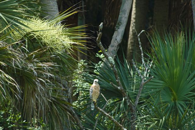 Image shows a young hawk perched on a branch surrounded by lush greenery, while a mockingbird secures its territory above. Ideal for articles on wildlife conservation, eco-tourism, and biodiversity in Florida. Useful for nature-focused educational materials or visual content about the diverse animal species inhabiting the region.