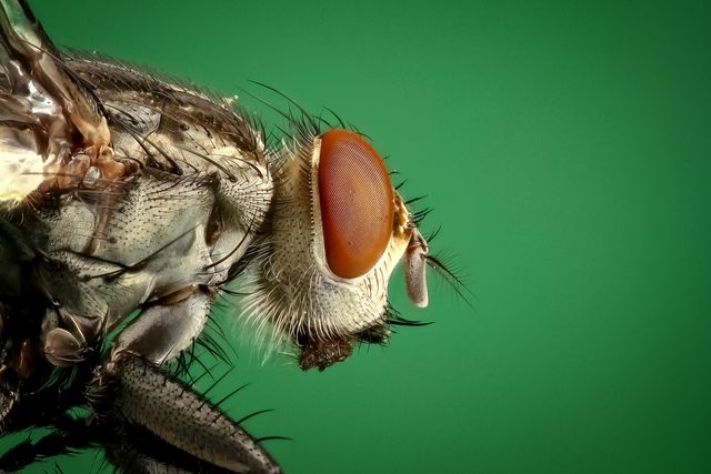 Detailed close-up of a fly's eye against a vibrant green background, showing intricate details of the insect. Perfect for educational materials in biology and entomology, insect-themed presentations, or nature and science blogs. Ideal for use in illustrating articles related to insects, wildlife, and macro photography techniques.