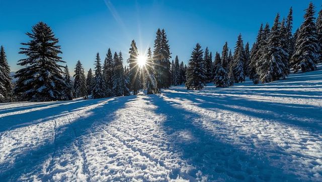 Sunburst shining through snowy fir trees casting long shadows across alpine clearing