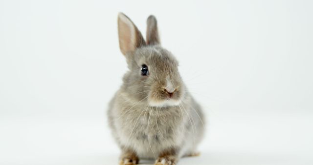 Little gray bunny sitting on white background looking up. Perfect for animal-related promotions, pet care advertisements, greeting cards, kids' educational materials, or social media posts highlighting cute and lovable pets.