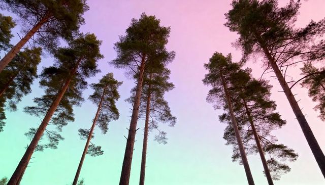 Pines Reaching Into Pastel Dawn Sky, Vertical Canopy Silhouettes Over Gradient Colors