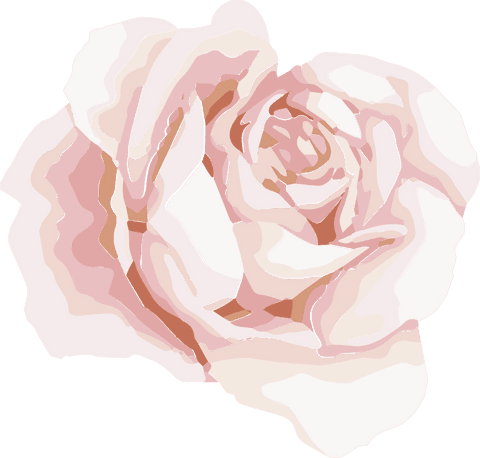 Stylish Pale Pink Rose Illustration on Transparent Background