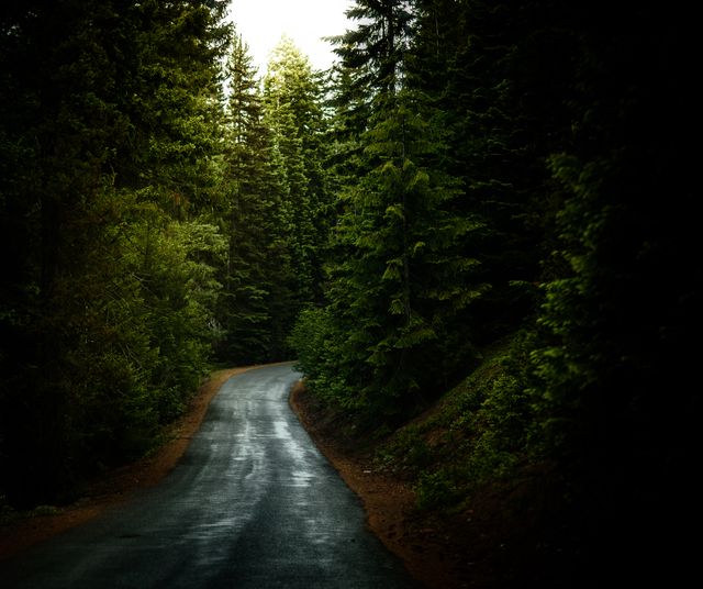 Winding road through dense forest at twilight. Ideal for travel blogs, nature websites, and inspirational posters emphasizing tranquility and solitude.