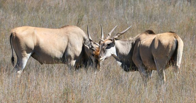 Two antelopes are shown headbutting playfully in a grassy field. The image showcases their strong horns and robust bodies in their natural habitat. Perfect for magazines, websites, and educational materials focusing on wildlife, African safaris, and nature conservation topics.