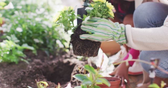 Hands of african american mother and daughter planting flowers. family time, having fun together at home and garden.