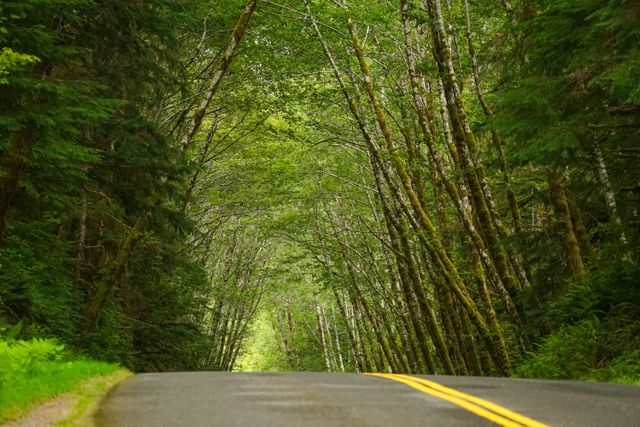 Scenic roadway surrounded by lush green foliage, perfect for promoting outdoor travel and adventure, relaxation, or environmental awareness campaigns.